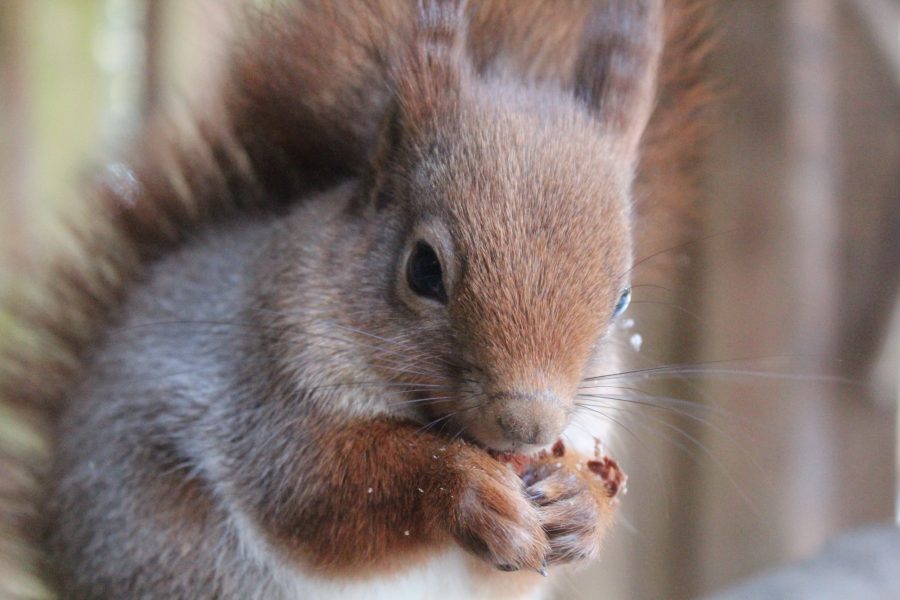 Dabas takas un pastaigas Vidzemē ģimenēm