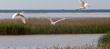 Dabas liegums “Lubāna mitrājs”