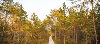 Mūšas tīreļa izziņas taka