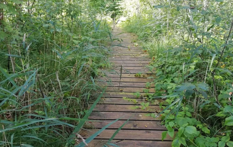 allikasoo-macibu-taka-001