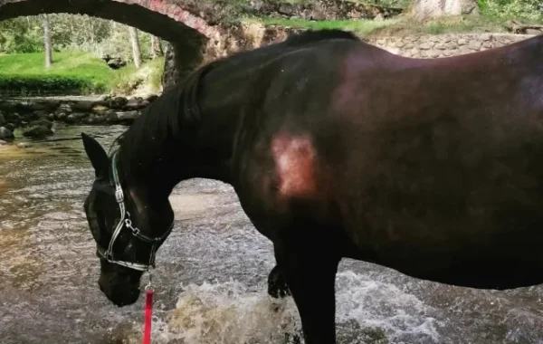 izjades-ar-zirgiem-pakavs-006