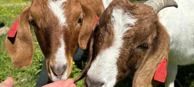 Meža kūrorta dzīvnieku parks un putnu mājas