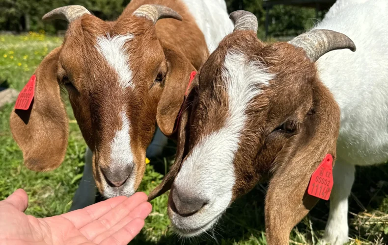 Meža kūrorta dzīvnieku parks un putnu mājas
