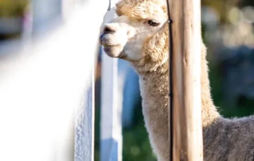 mini-zoo-ekskursija-zirgi-izjades-004