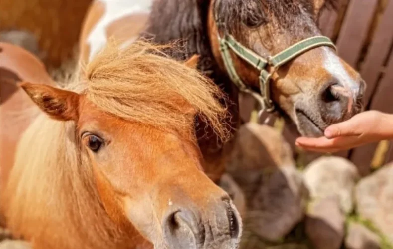 mini-zoo-ekskursija-zirgi-izjades-006