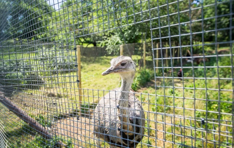 mini-zoo-ekskursija-zirgi-izjades-010