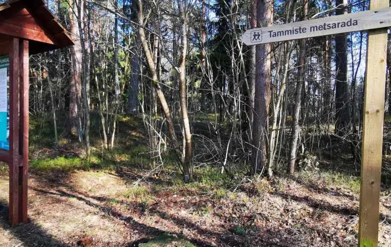 rmk-tammiste-meza-taka-un-ugunskura-vieta-001