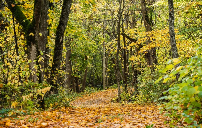 rmk-tammiste-meza-taka-un-ugunskura-vieta-003