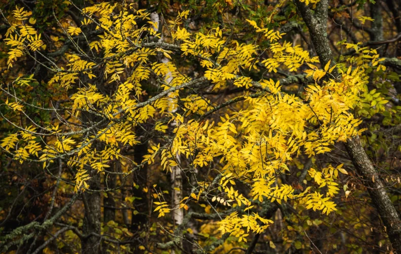 rmk-tammiste-meza-taka-un-ugunskura-vieta-004