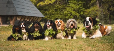 Suņu audzētava Vainglory Verde