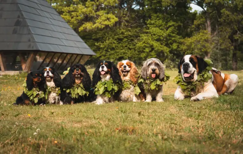 sunju-audzetava-lubana-vainglory-verde-001