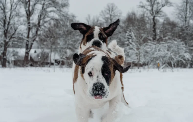 sunju-audzetava-lubana-vainglory-verde-002