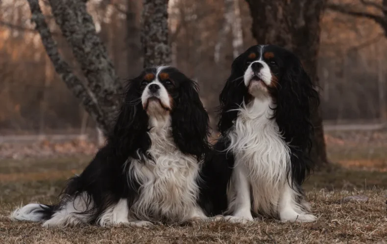 sunju-audzetava-lubana-vainglory-verde-007