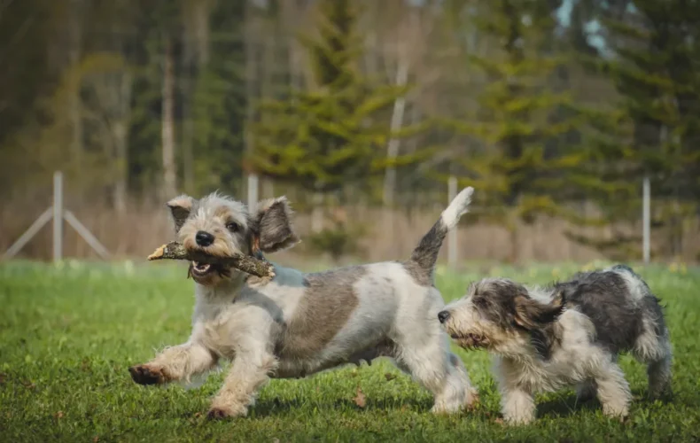 sunju-audzetava-lubana-vainglory-verde-008