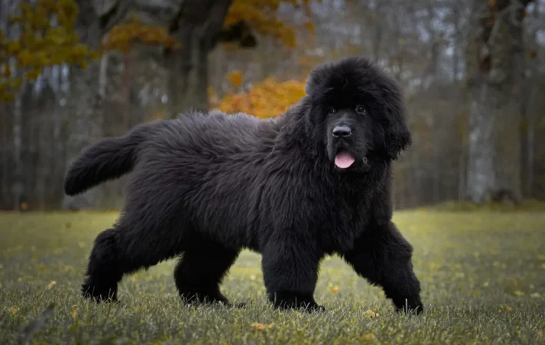 sunju-audzetava-lubana-vainglory-verde-009