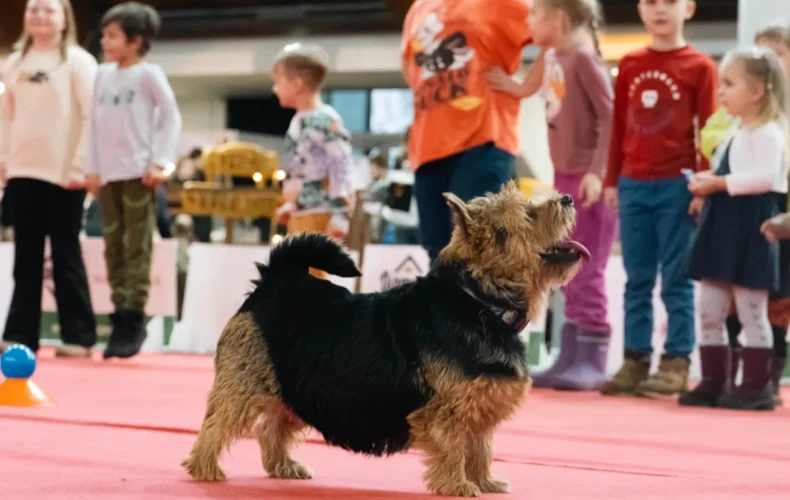 sunju-audzetava-lubana-vainglory-verde-011