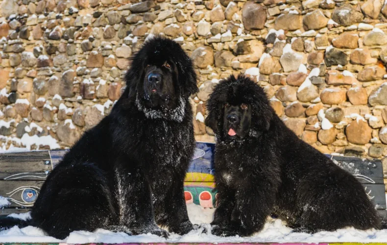 sunju-audzetava-lubana-vainglory-verde-012