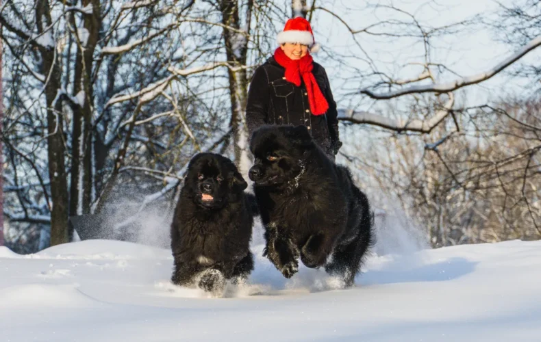 sunju-audzetava-lubana-vainglory-verde-013