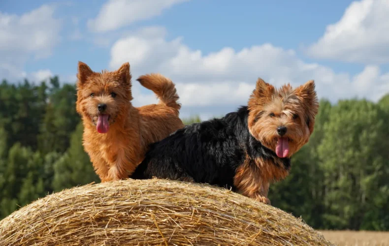 sunju-audzetava-lubana-vainglory-verde-014