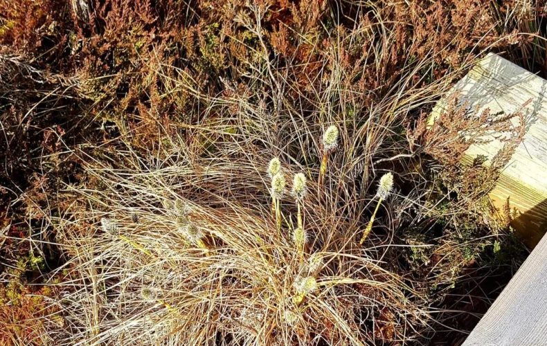 teringi-macibu-taka-004