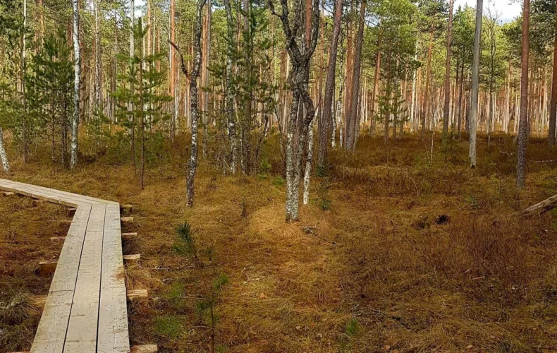 teringi-macibu-taka-006