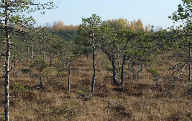 teringi-macibu-taka-008