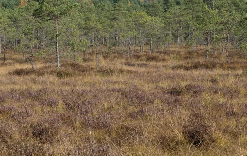 teringi-macibu-taka-009