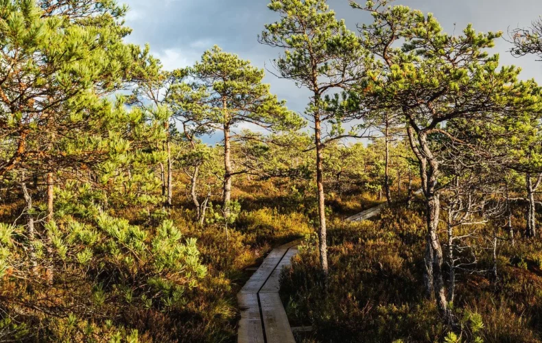 tuhu-purvs-un-pastaigu-taka-006