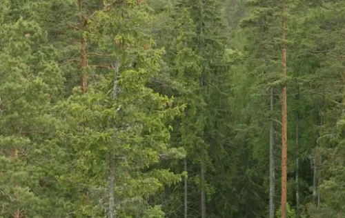 valgehobuseme-skatu-tornis-001