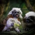 latgales-zoodarzs-002