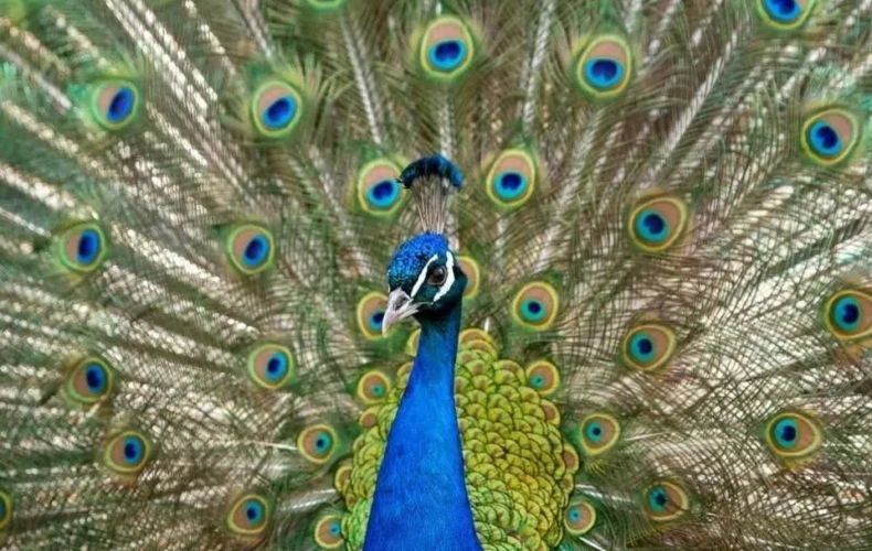 sigulda-zoo-001