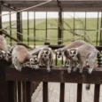 sigulda-zoo-002