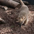 sigulda-zoo-005