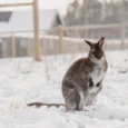 sigulda-zoo-008