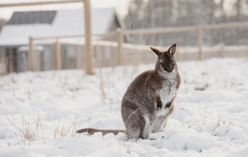 sigulda-zoo-008