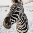 sigulda-zoo-009