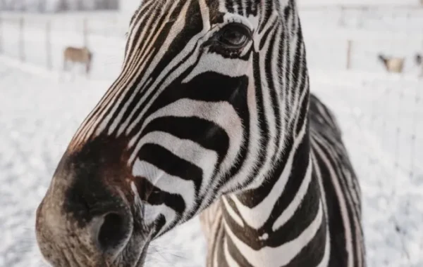 sigulda-zoo-009