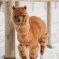 sigulda-zoo-010