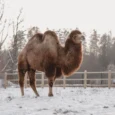 sigulda-zoo-011