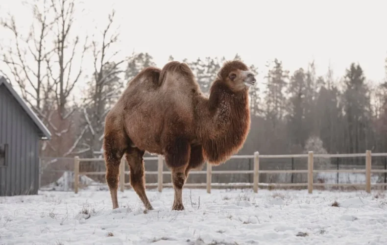sigulda-zoo-011
