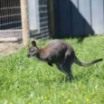 sigulda-zoo-012