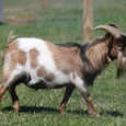 sigulda-zoo-015
