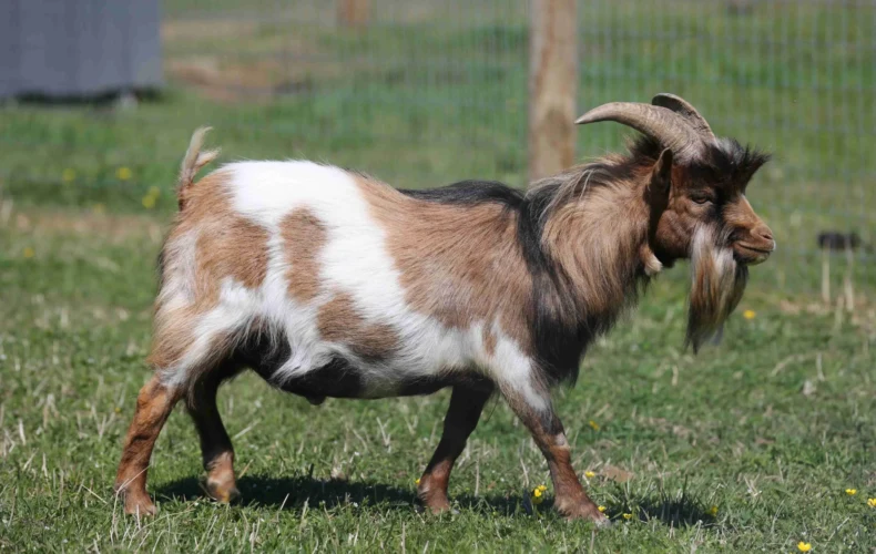 sigulda-zoo-015