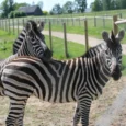 sigulda-zoo-017