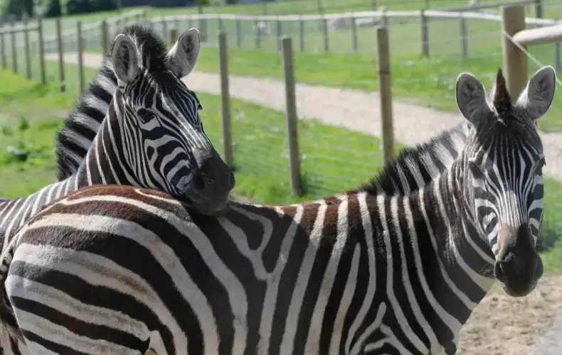 sigulda-zoo-017
