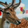 sigulda-zoo-018