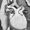 rsu-anatomijas-muzejs-001