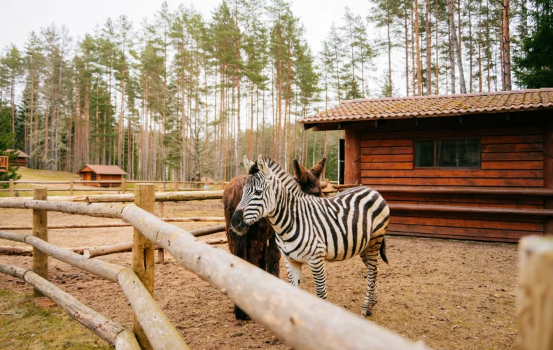 raksi-zoo-005