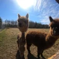 mini-zoo-mezini-006