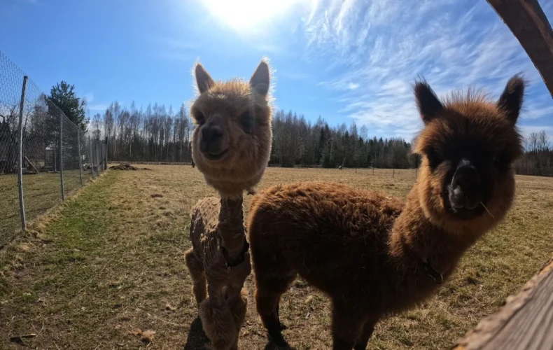 mini-zoo-mezini-006